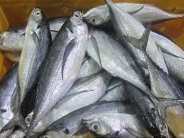 Frozen Mackerel Fish Fillets