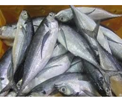 Frozen Mackerel Fish Fillets