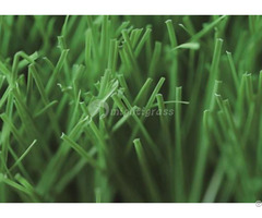 Commercial Artificial Grass Mt Venus