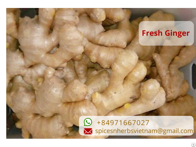 Vietnam Fresh Ginger