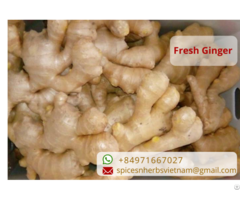 Vietnam Fresh Ginger