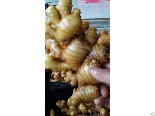 Fresh Vietnamese Ginger