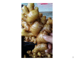 Fresh Vietnamese Ginger