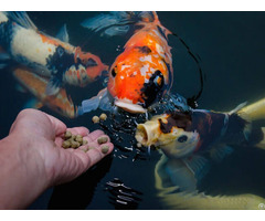 How To Choose Best Fish Feed Pellets For Goldfish