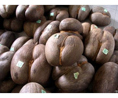 Coco De Mer Seeds For Sale