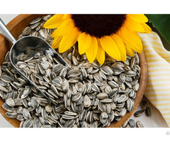 Sunflower Seeds For Sale