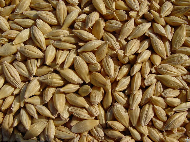 Whole Barley For Sale