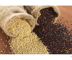 Quinoa Grains For Sale