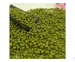 Green Mung Bean For Sale