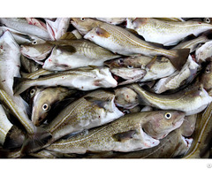 Cod Fish For Sale