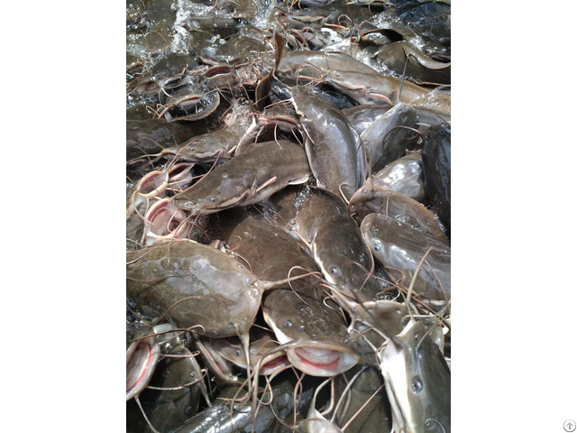 Catfish For Sale Catfish For Sale