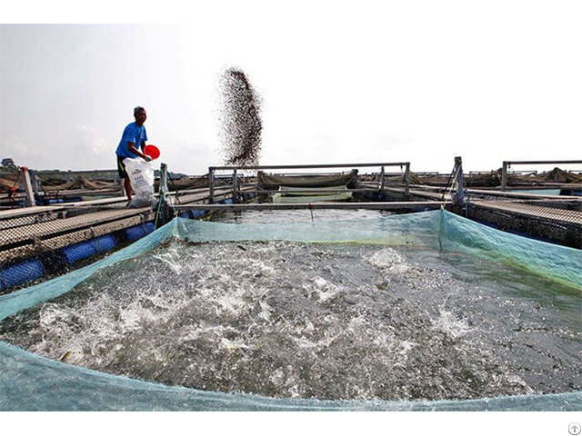 Catfish Feed Pellets Production Process