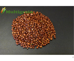 Pigeon Peas