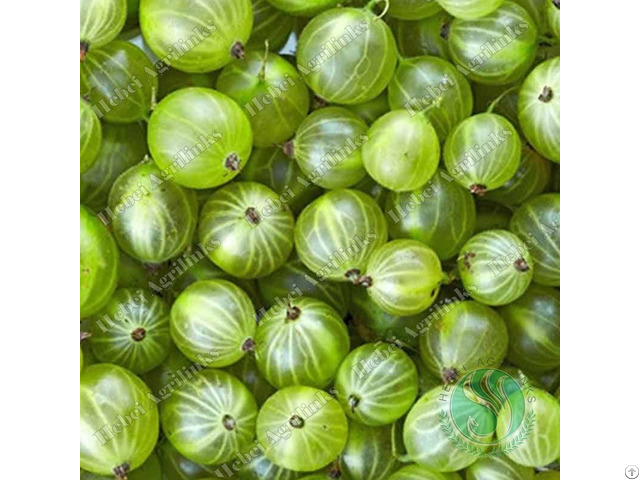 Agrilinks Frozen Gooseberry Agrilinks Frozen Gooseberry