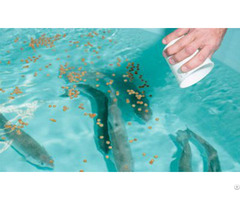 How To Identify The Best Fish Feed Pellets