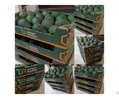 Our New Brand For Moroccan Avocado