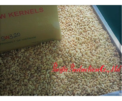 Cashewnut Kernels Vietnam Sw320