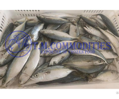 Indian Mackerel Grade A Quality