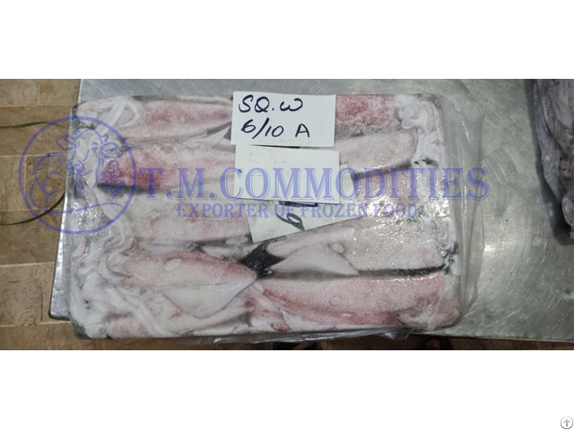 Loligo Squid Grade A Quality