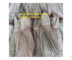 Best Quality Bamboo Leaves From Viet Nam