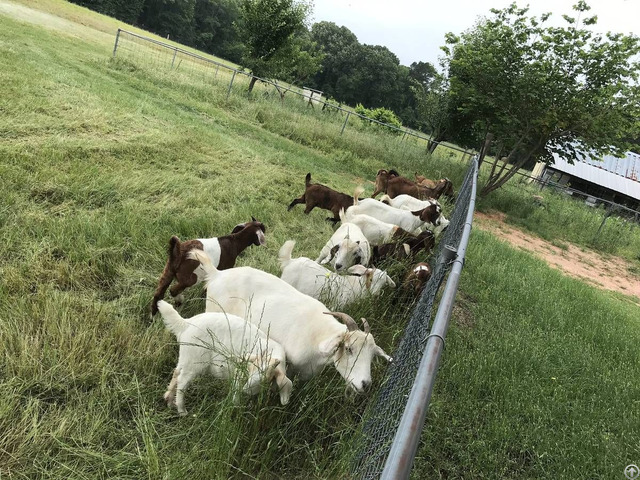 Dairy And Beef Goats For Sale Whatsapp 27734531381