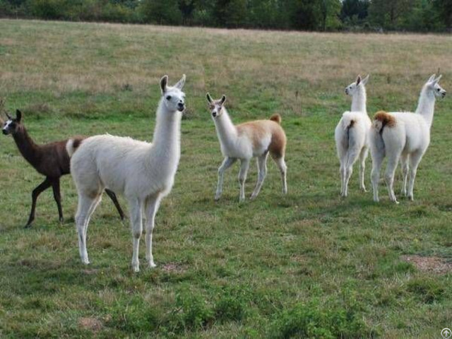 Llamas For Sale Whatsapp 27734531381