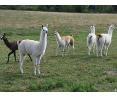 Llamas For Sale Whatsapp 27734531381