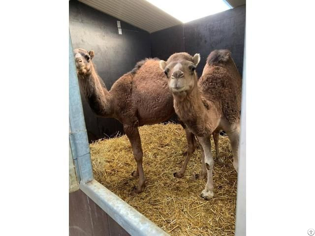 Camels For Sale Whatsapp 27734531381