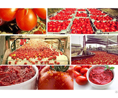 Italian Tomato Paste Processing Plant Cost