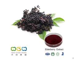 Elderberry Sambucus Extract Anthoycyanin