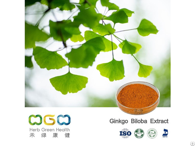 Ginkgo Biloba Extract 24 Percent Flavone 6 Percent Terpene Lactones