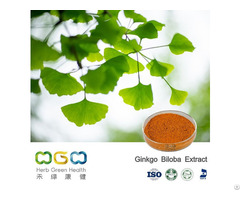 Ginkgo Biloba Extract 24 Percent Flavone 6 Percent Terpene Lactones