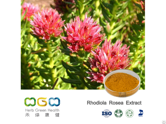 Rhodiola Rosea Extract Rosavins 3 Percent  Salidroside 1 Percent