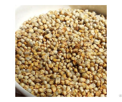 Indian Millet