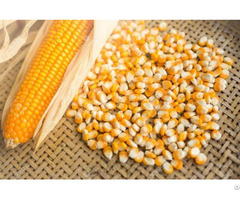 Indian Corn