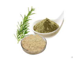 Rosemary Extract Carnosic Acid 20 Pct  50 Pct  60 Pct 