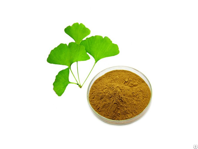 Natural 24 Pct  Flavonoids 6 Pct  Lactones Ginkgo Biloba Leaf Extract Powder