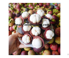 Fresh Mangosteen Tropical Fruits For Export From Vietnam