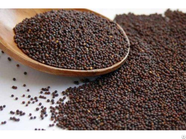 Buy Mustard Seed Wholesale Online Vyom Overseas