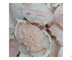 Cheap Price Whole Crab Shell In Bulk Quantity
