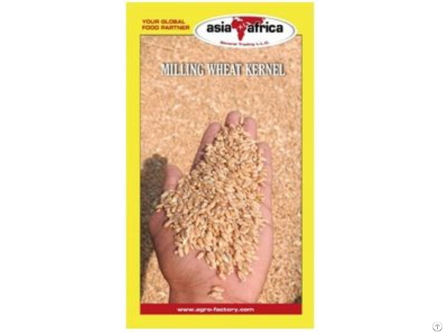 Wheat Grain