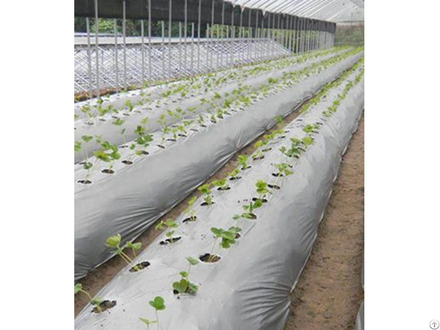 Agricultural Mulch Film Suppliers Solos Polymers