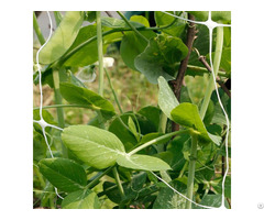 Strawberry Trellis Light Weight Plant Net