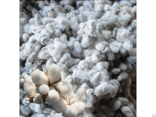 Cotton Seed Products