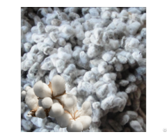 Cotton Seed Products