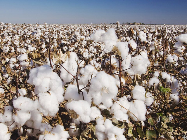 Raw Cotton Products