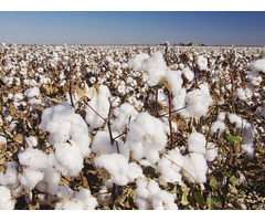 Raw Cotton Products