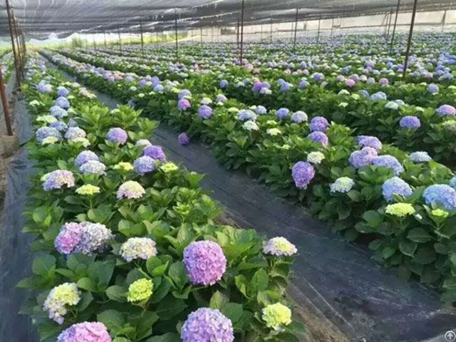 Flower Farm Pp Weed Mat Ground Control
