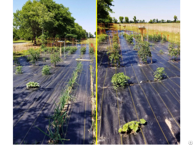 Anti Weed Mats In The Gardening