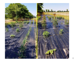 Anti Weed Mats In The Gardening